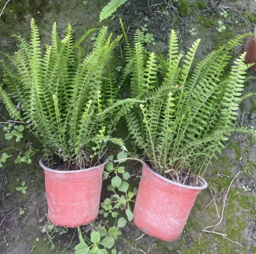 肾蕨 盆苗地栽苗 排骨草高度20-35cm