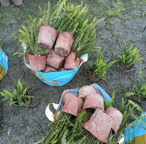 肾蕨 盆苗地栽苗 排骨草高度20-35cm