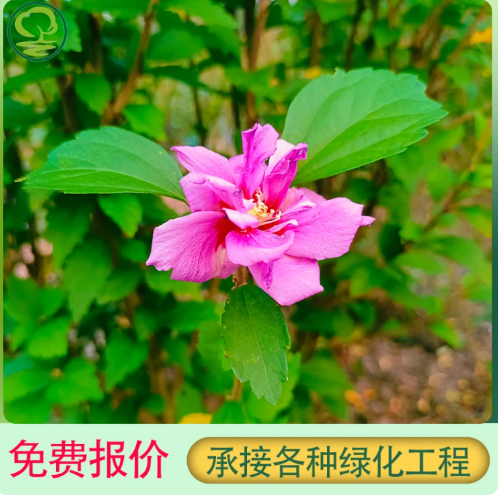 丛生木槿花 地苗 袋苗高度30-300cm 冠幅饱满