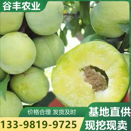 晚熟青脆李子苗 翠红李树苗种植基地