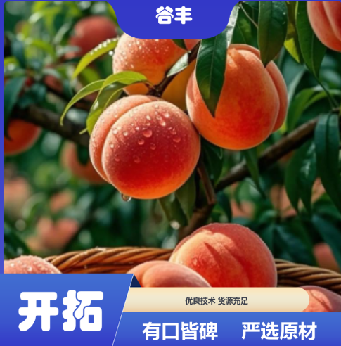 皮球桃树苗 品种纯正 抗逆性佳 结果期久 固土护壤