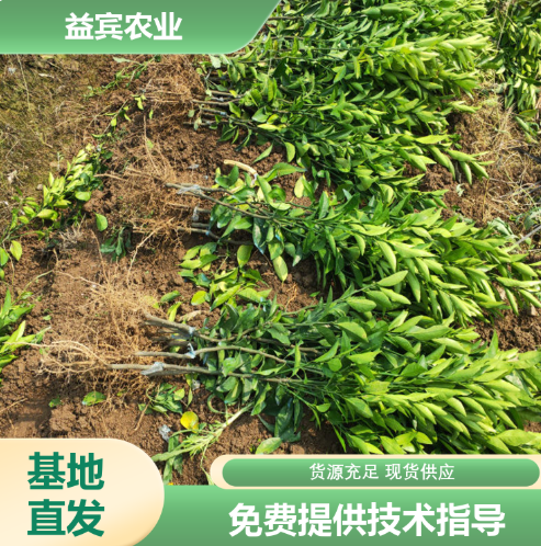 沃柑苗批发 提供种植技术 根系发达 规格齐全