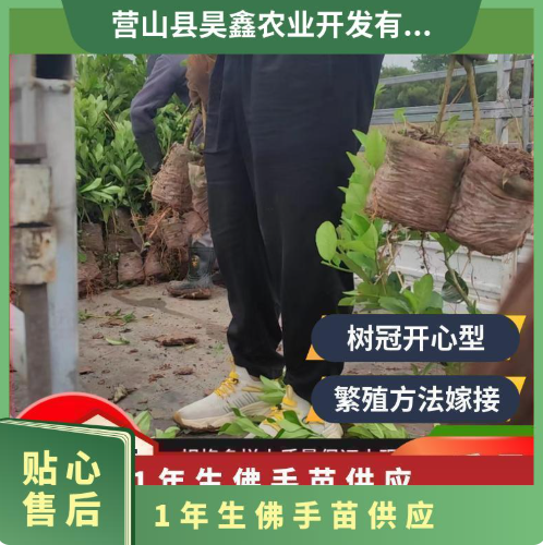 一级佛手苗多年生开心型中国产观叶嫁接苗高