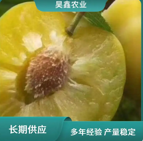蜂糖李子种苗 种植灵活 现采现挖 低维护成本