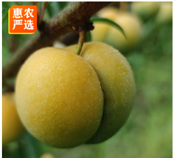 蜂糖李树苗 嫁接苗，包品种保成活包邮