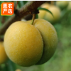 蜂糖李树苗 嫁接苗，包品种保成活包邮