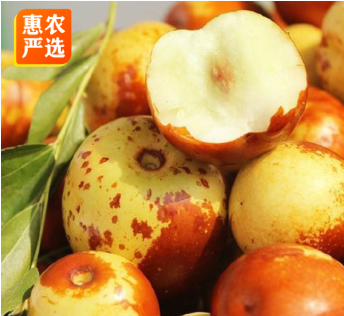 嫁接冬枣树苗 两年苗（后年挂果）