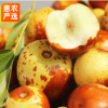 嫁接冬枣树苗 两年苗（后年挂果）