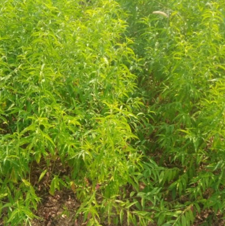 实生桃苗毛桃苗 基地现挖保湿发货根系发达成活率高
