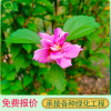 丛生木槿花 地苗 袋苗高度30-300cm 冠幅饱满