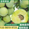 晚熟青脆李子苗 翠红李树苗种植基地