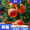 皮球桃树苗 品种纯正 抗逆性佳 结果期久 固土护壤