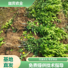 沃柑苗批发 提供种植技术 根系发达 规格齐全
