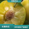 蜂糖李子种苗 种植灵活 现采现挖 低维护成本